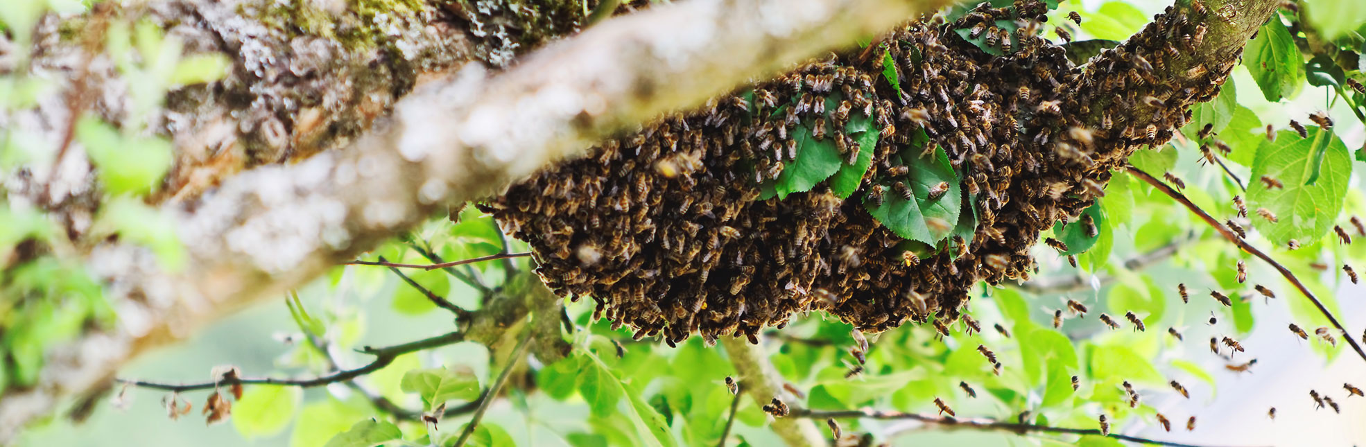 Essaim.be, conseils et intervention pour essaim d'abeilles !