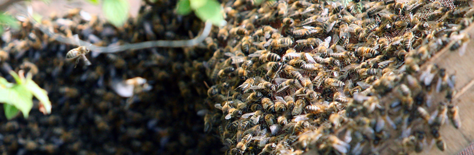 Essaim.be, conseils et intervention pour essaim d'abeilles !